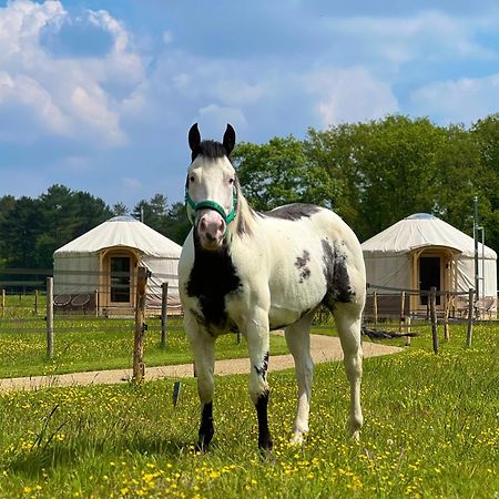 Magnolia Hoeve - Unieke Bestemming Voor Paardenliefhebbers En Bijzondere Overnachtingen In De Natuur Ledeacker Kültér fotó