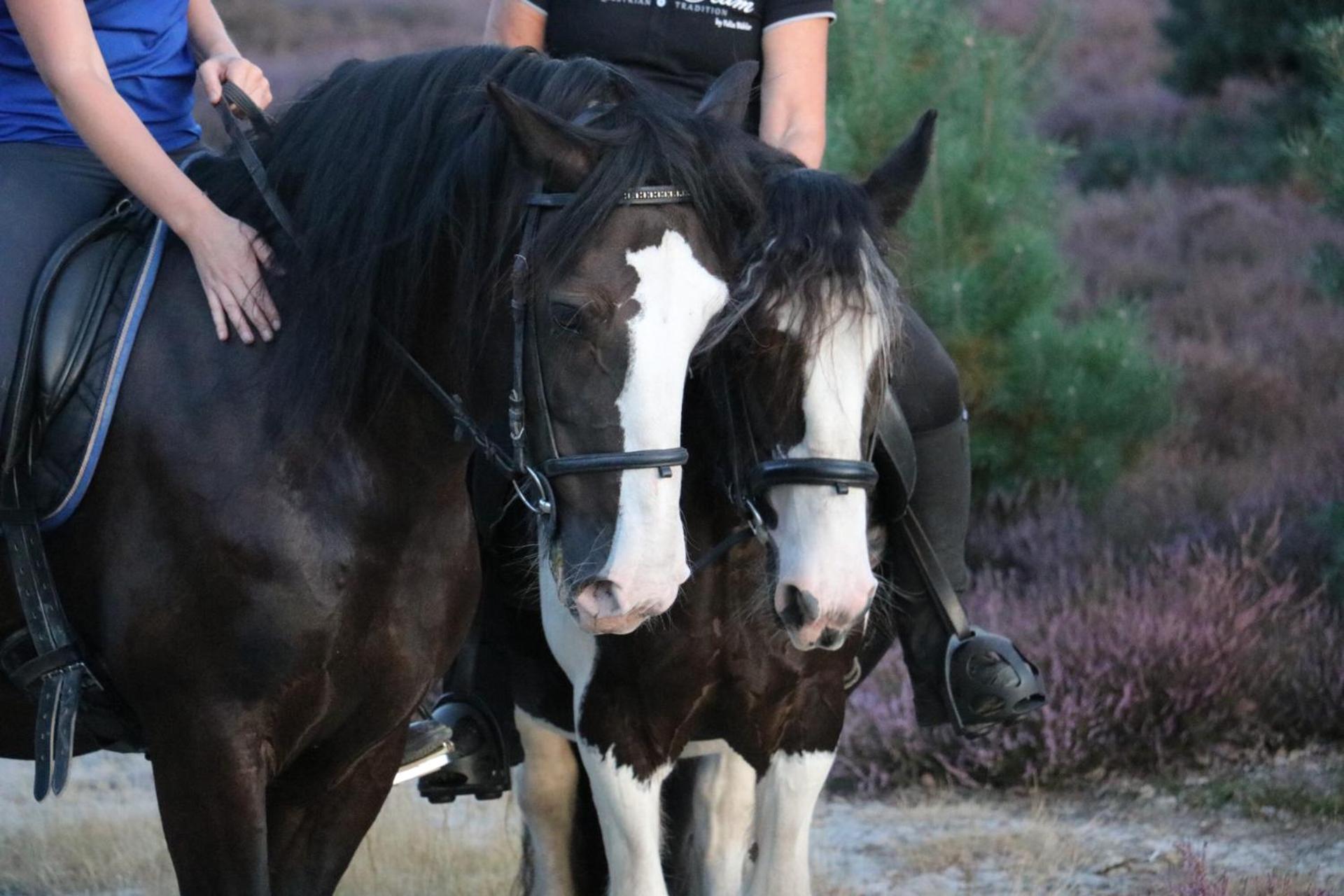 Magnolia Hoeve - Unieke Bestemming Voor Paardenliefhebbers En Bijzondere Overnachtingen In De Natuur Ledeacker Kültér fotó