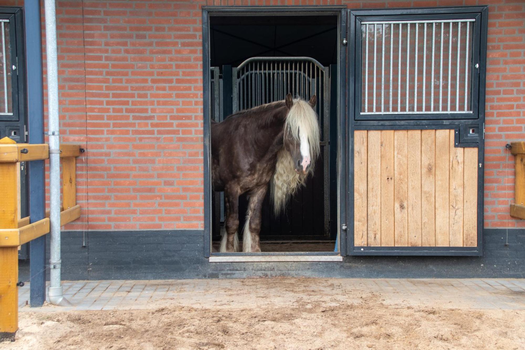 Magnolia Hoeve - Unieke Bestemming Voor Paardenliefhebbers En Bijzondere Overnachtingen In De Natuur Ledeacker Kültér fotó