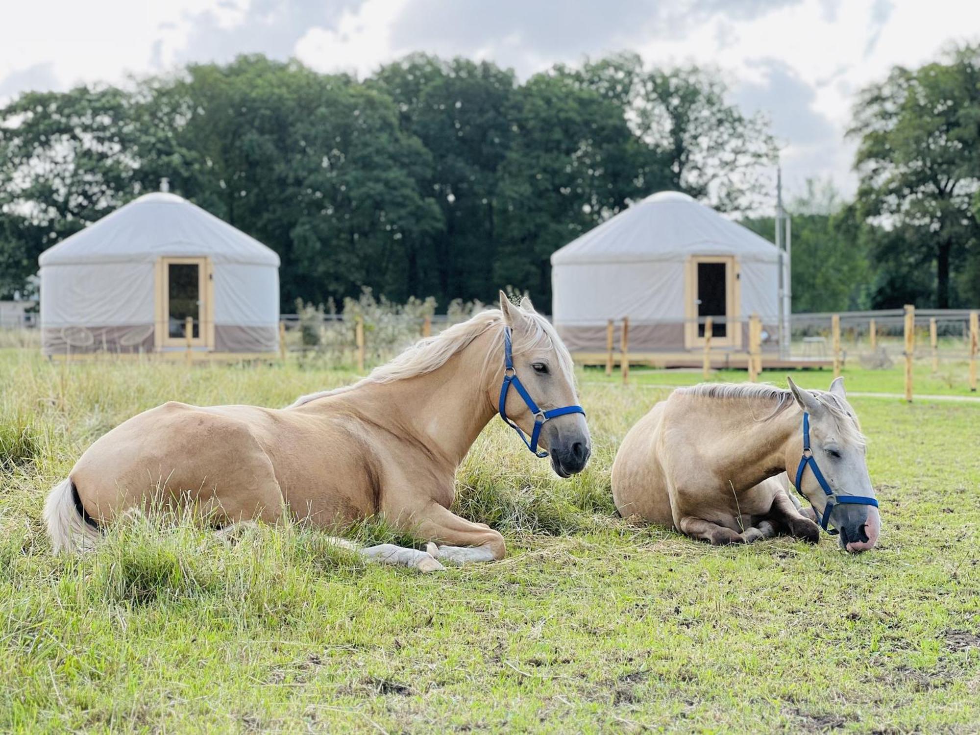 Magnolia Hoeve - Unieke Bestemming Voor Paardenliefhebbers En Bijzondere Overnachtingen In De Natuur Ledeacker Kültér fotó