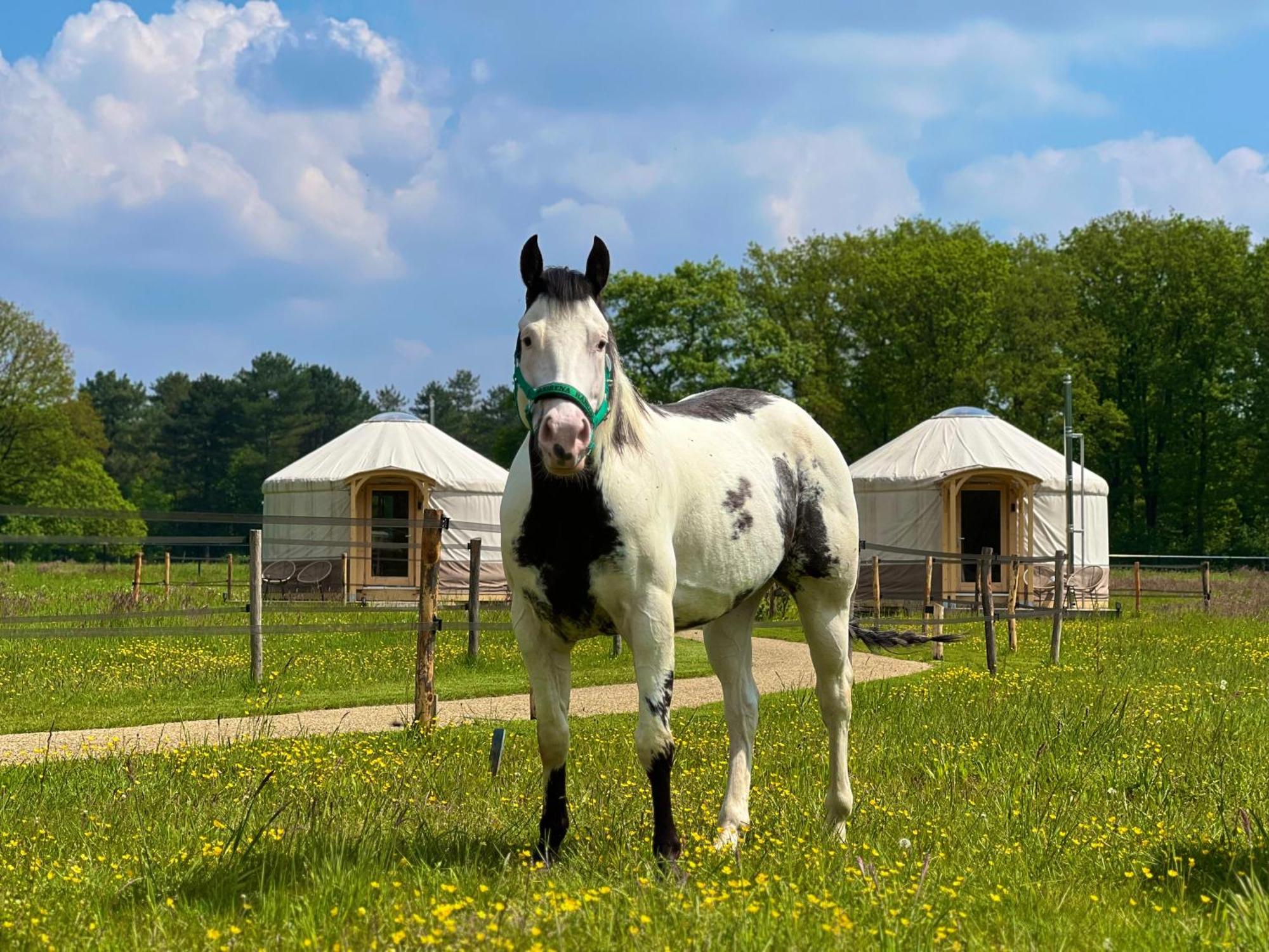 Magnolia Hoeve - Unieke Bestemming Voor Paardenliefhebbers En Bijzondere Overnachtingen In De Natuur Ledeacker Kültér fotó