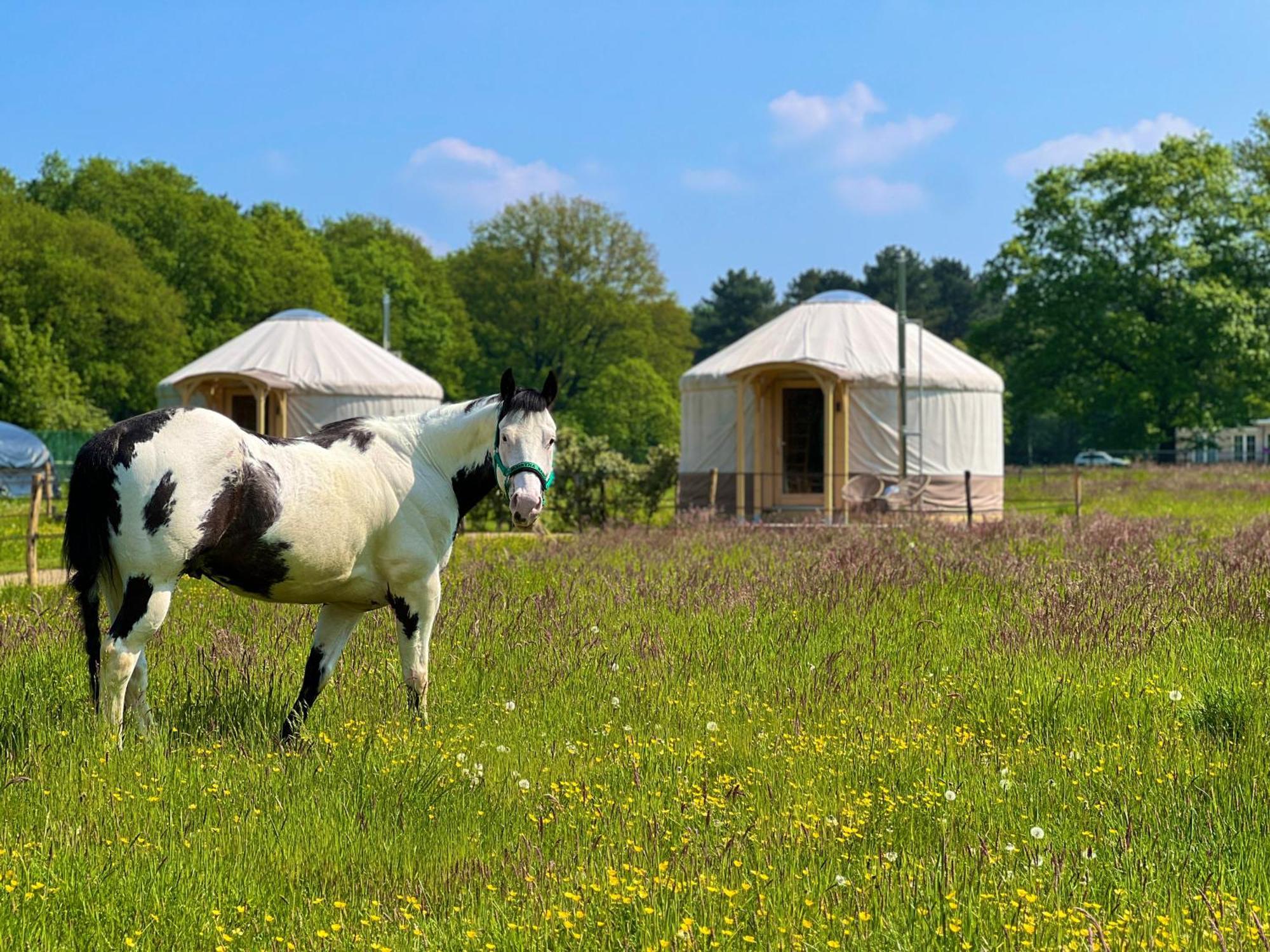 Magnolia Hoeve - Unieke Bestemming Voor Paardenliefhebbers En Bijzondere Overnachtingen In De Natuur Ledeacker Kültér fotó